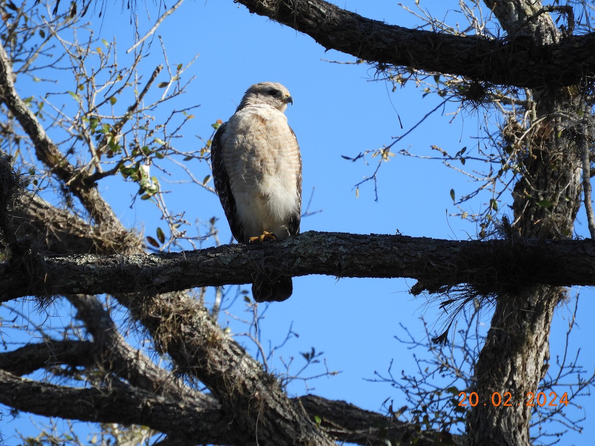 Red-shouldered Hawk - ML615261081