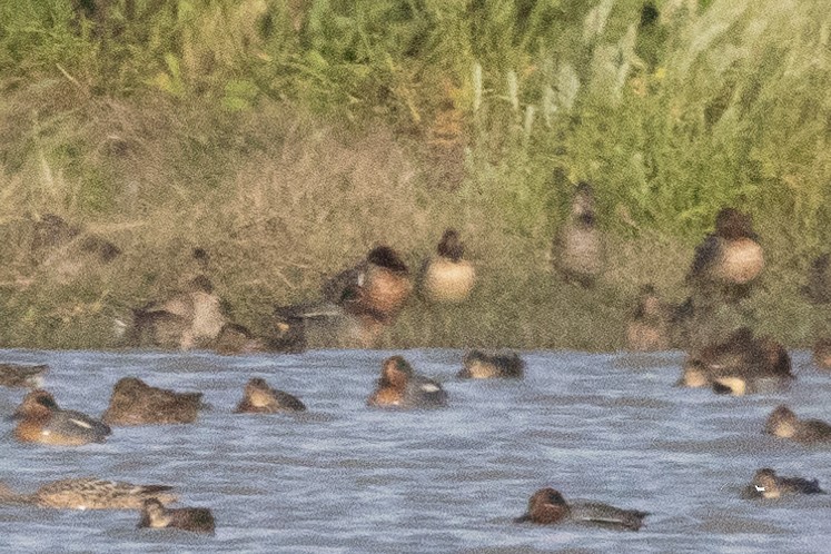 小水鴨(carolinensis) - ML615261087