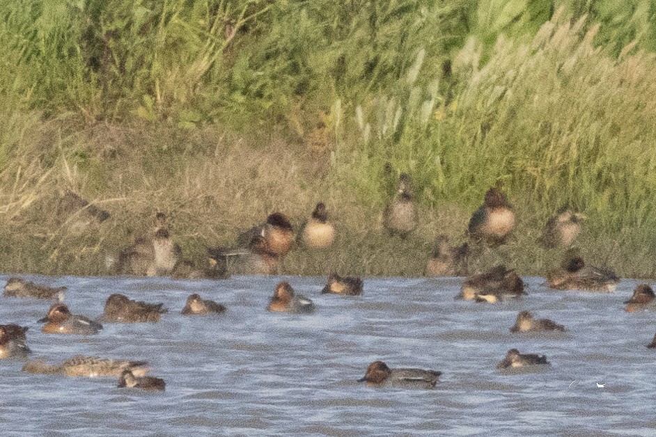 小水鴨(carolinensis) - ML615261088