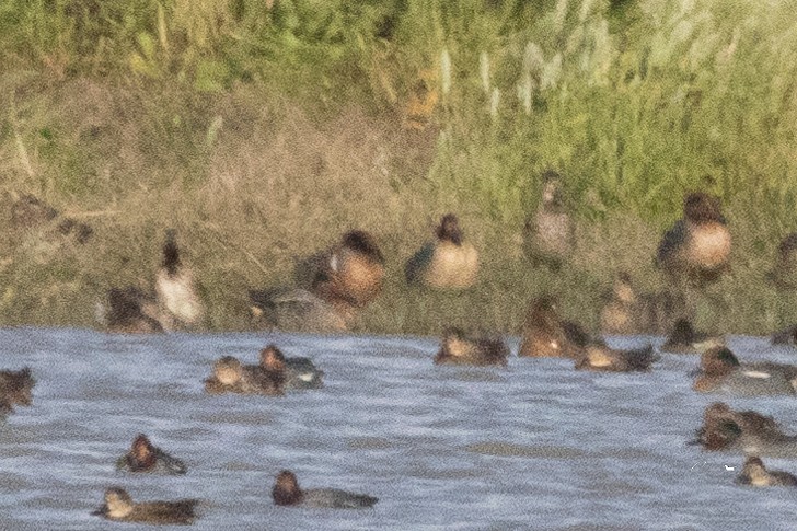 小水鴨(carolinensis) - ML615261089