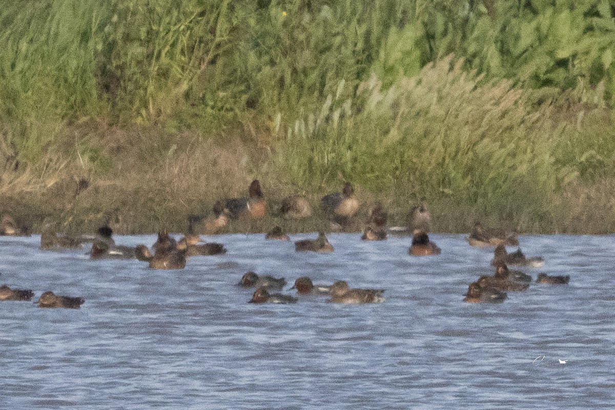 小水鴨(carolinensis) - ML615261090