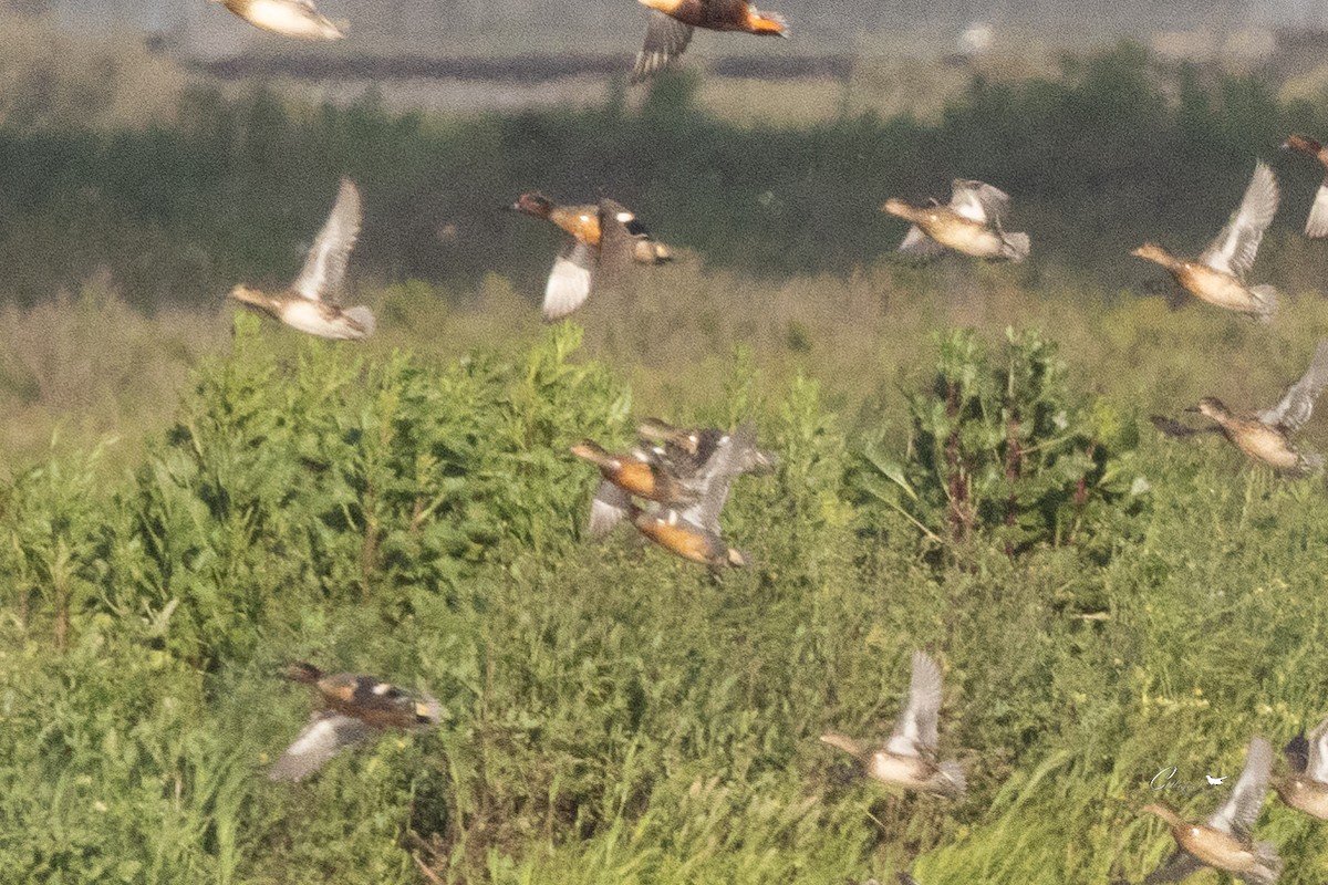 小水鴨(carolinensis) - ML615261091