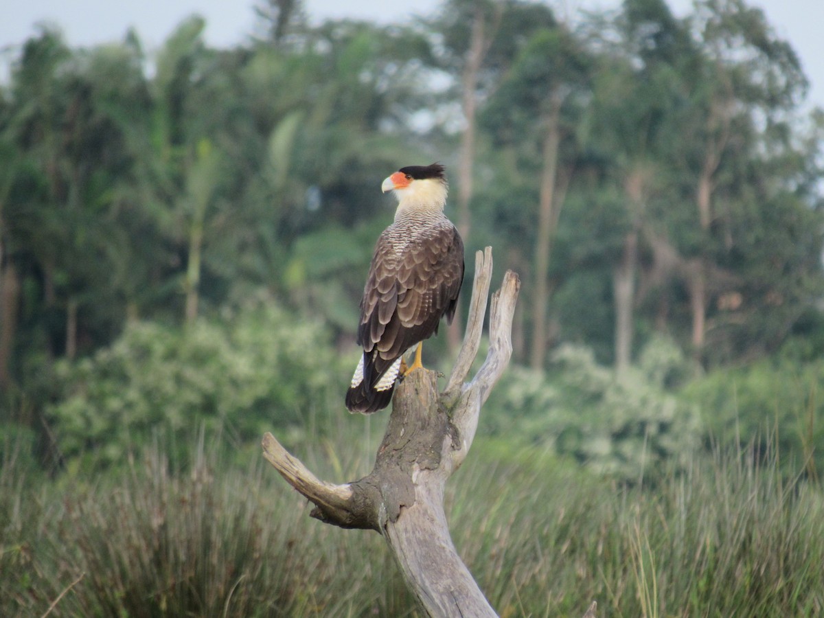 Crested Caracara - ML615261123