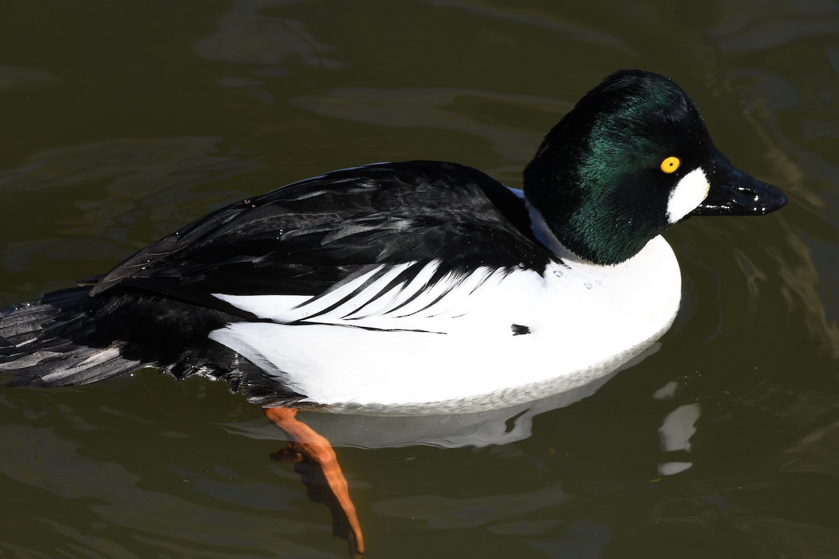 Common Goldeneye - ML615261139