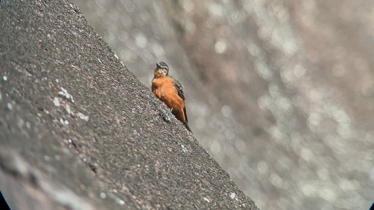 Cliff Flycatcher - ML615261150