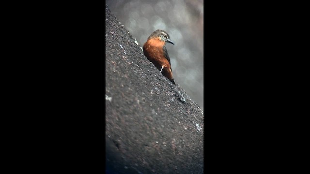 Cliff Flycatcher - ML615261158