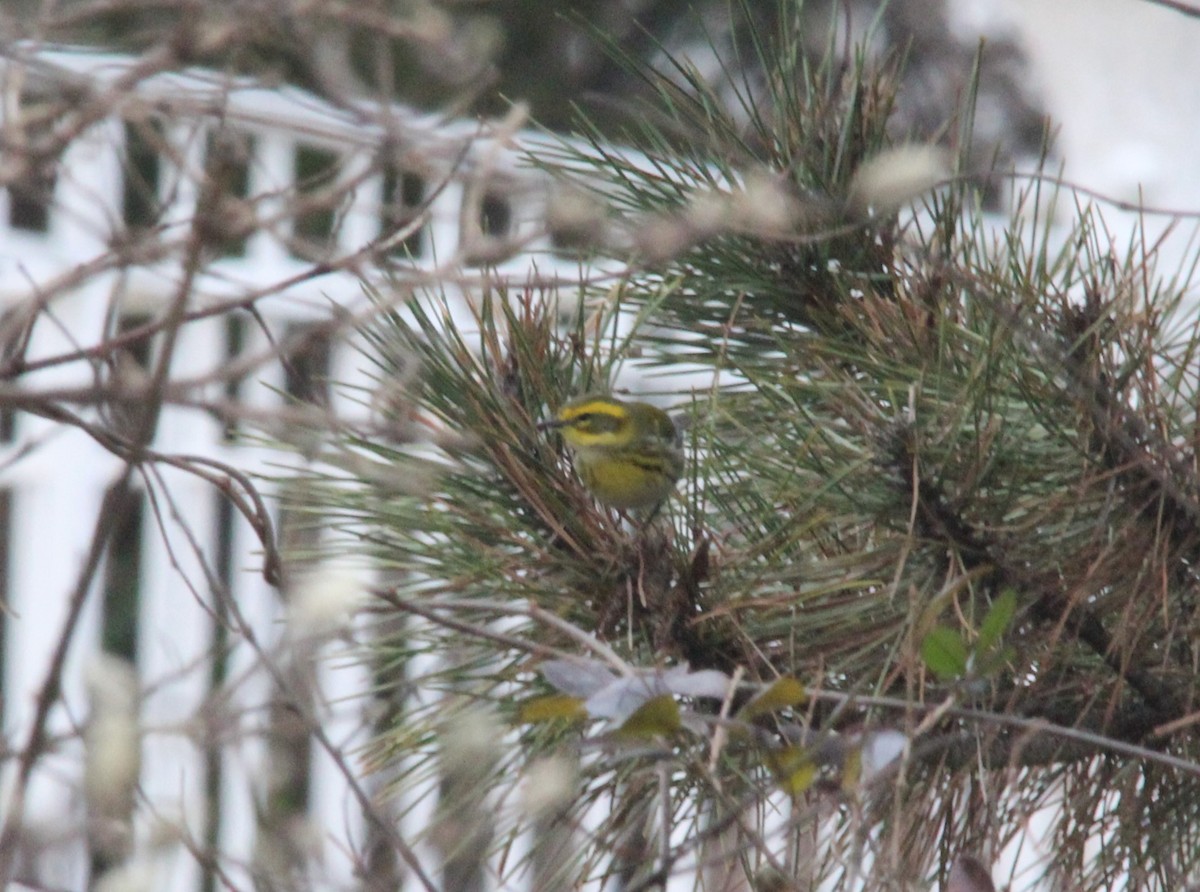 Townsend's Warbler - ML615261208