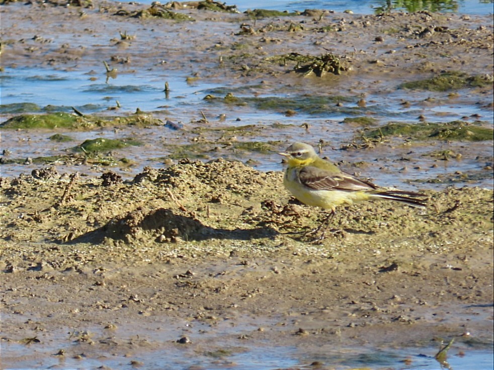 Western Yellow Wagtail - Manolo García