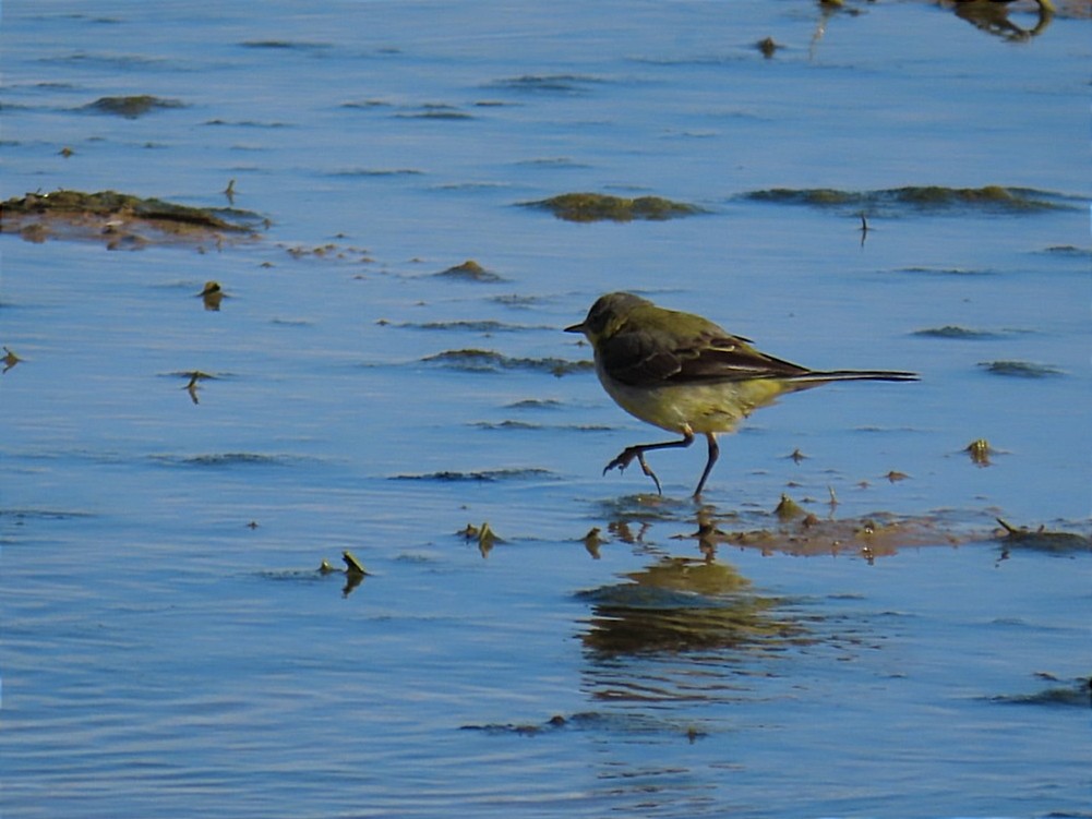 Western Yellow Wagtail - Manolo García