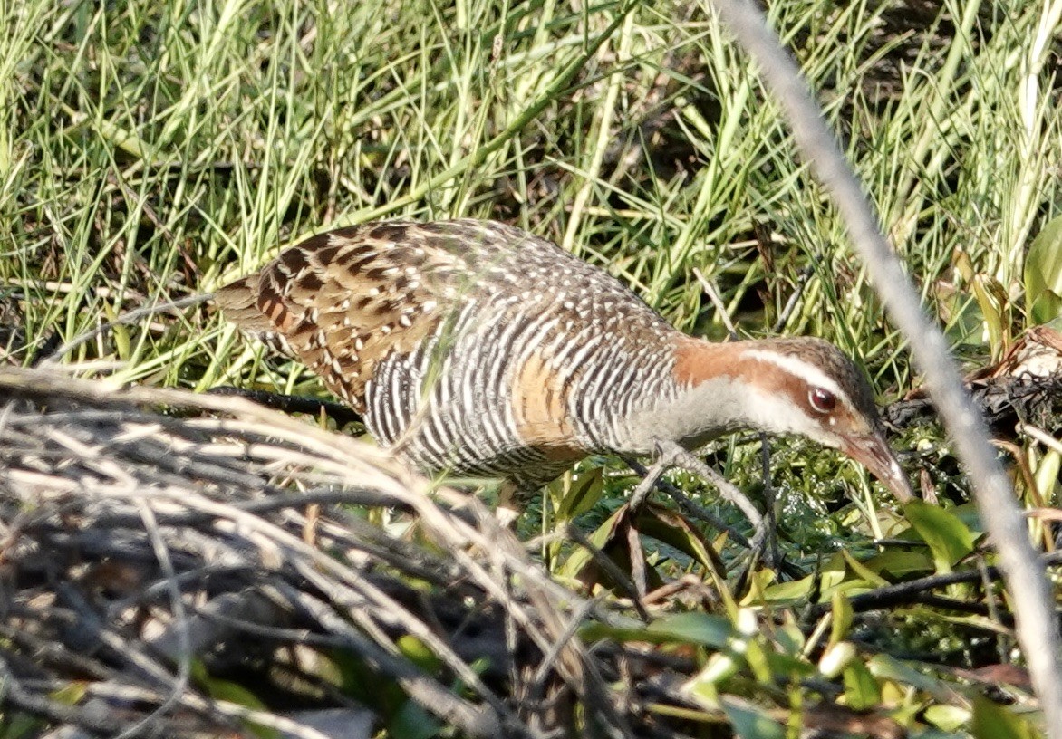 Buff-banded Rail - ML615261237