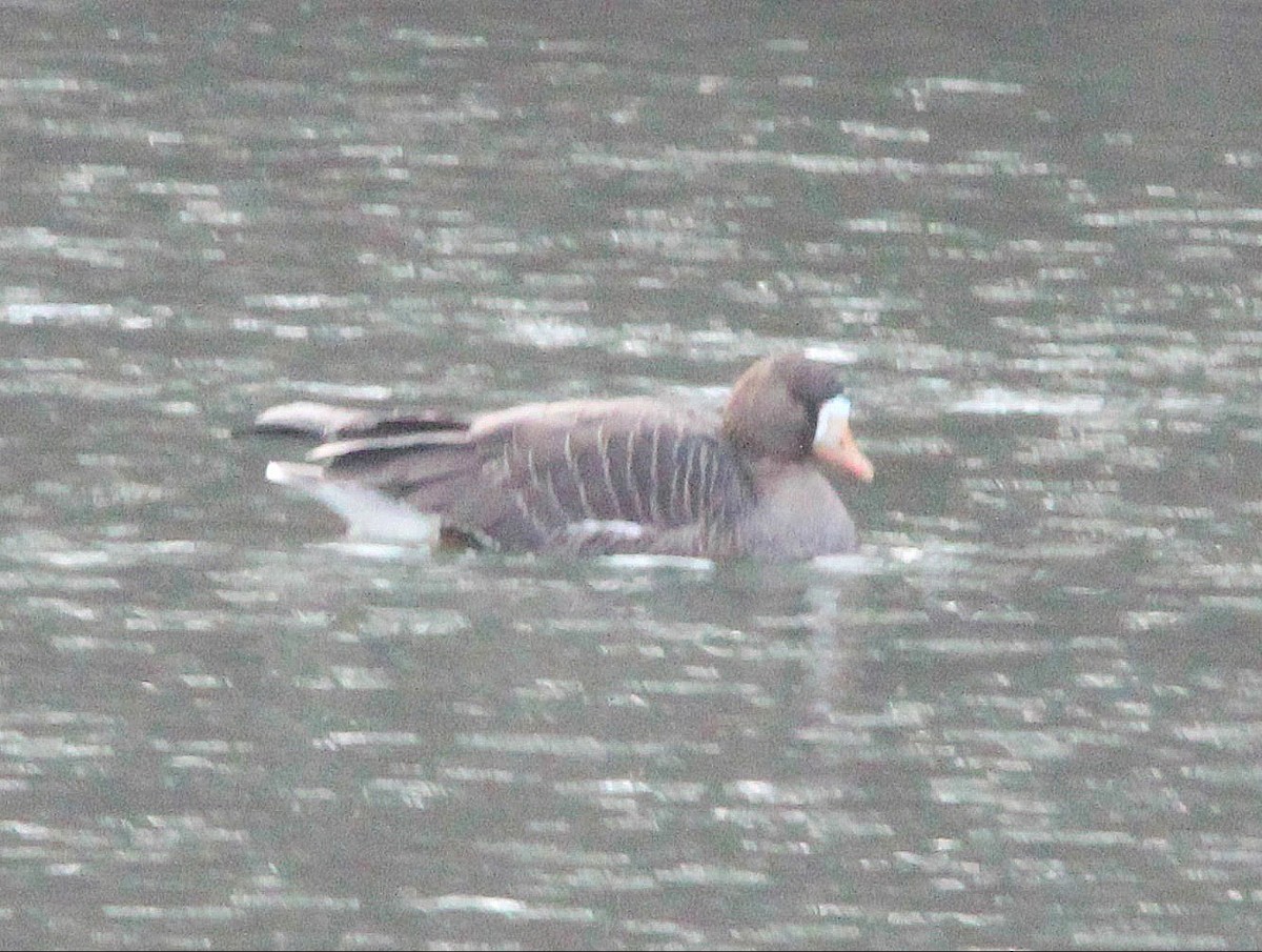 Greater White-fronted Goose - ML615261260