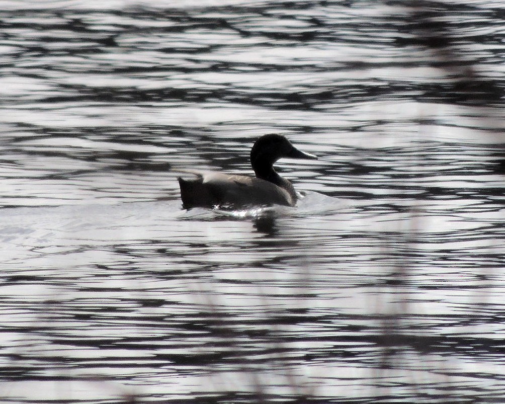 Green-winged Teal - ML615261263