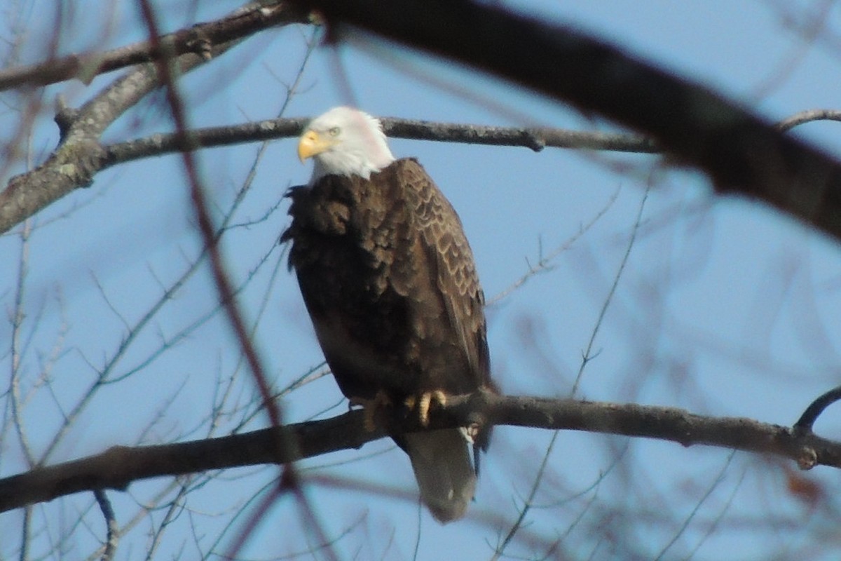 Bald Eagle - ML615261305