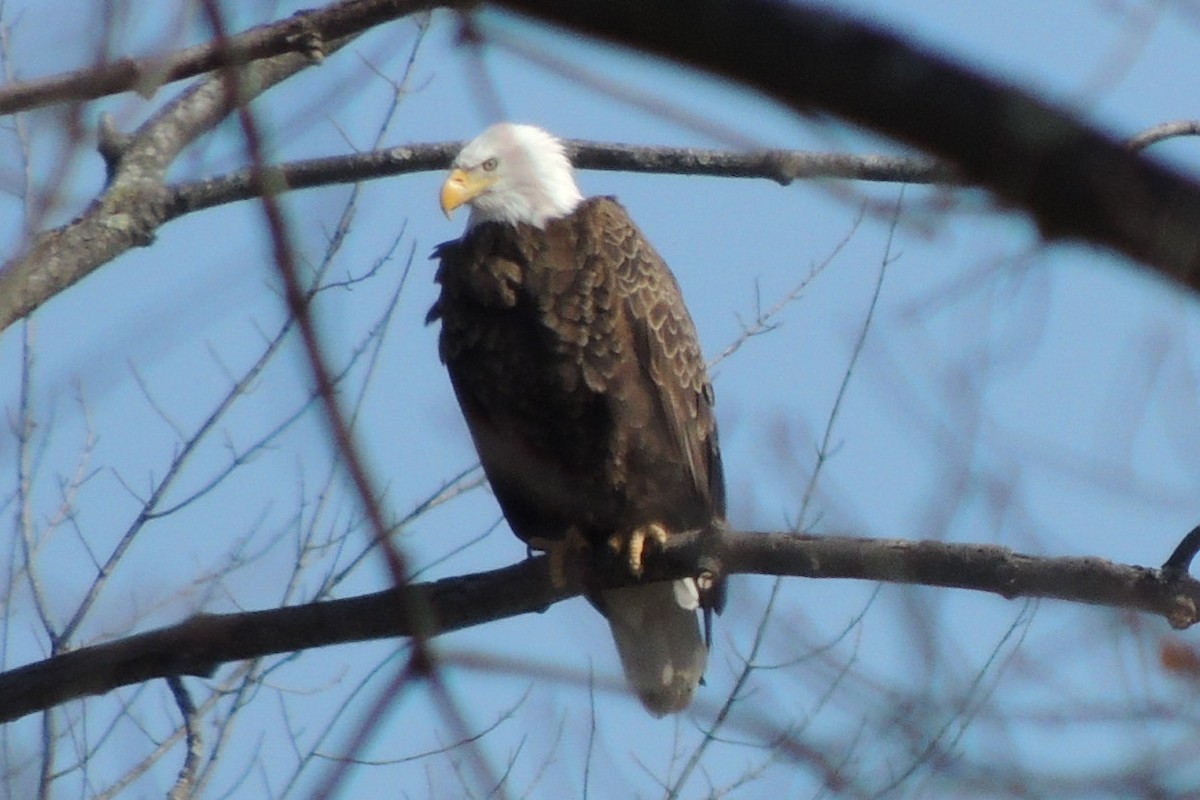 Bald Eagle - ML615261306