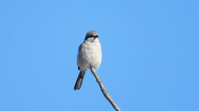 Alcaudón Boreal - ML615261355