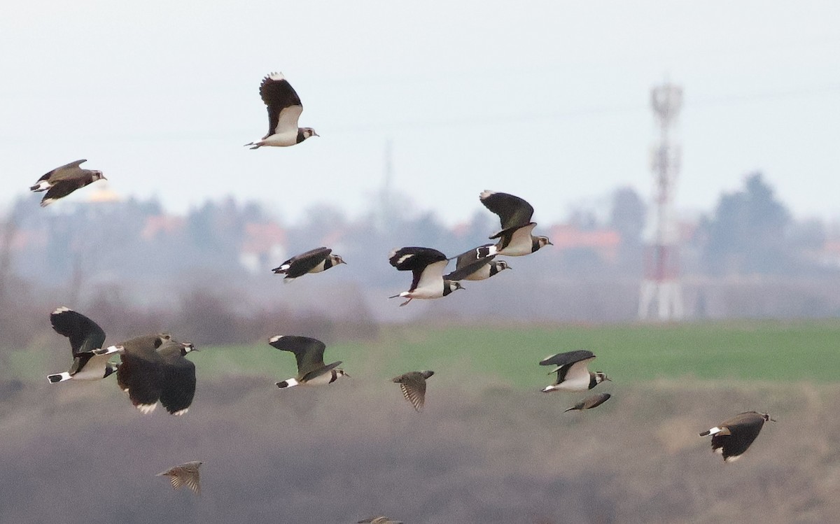 Northern Lapwing - ML615261367