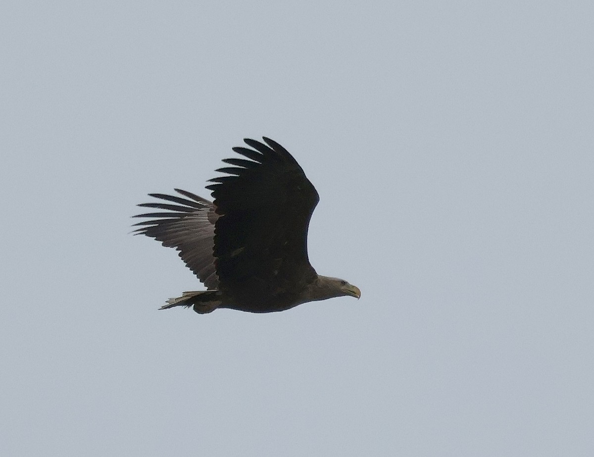 White-tailed Eagle - ML615261385