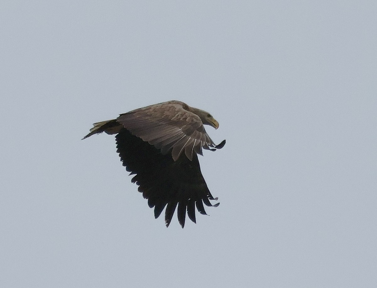 White-tailed Eagle - ML615261388