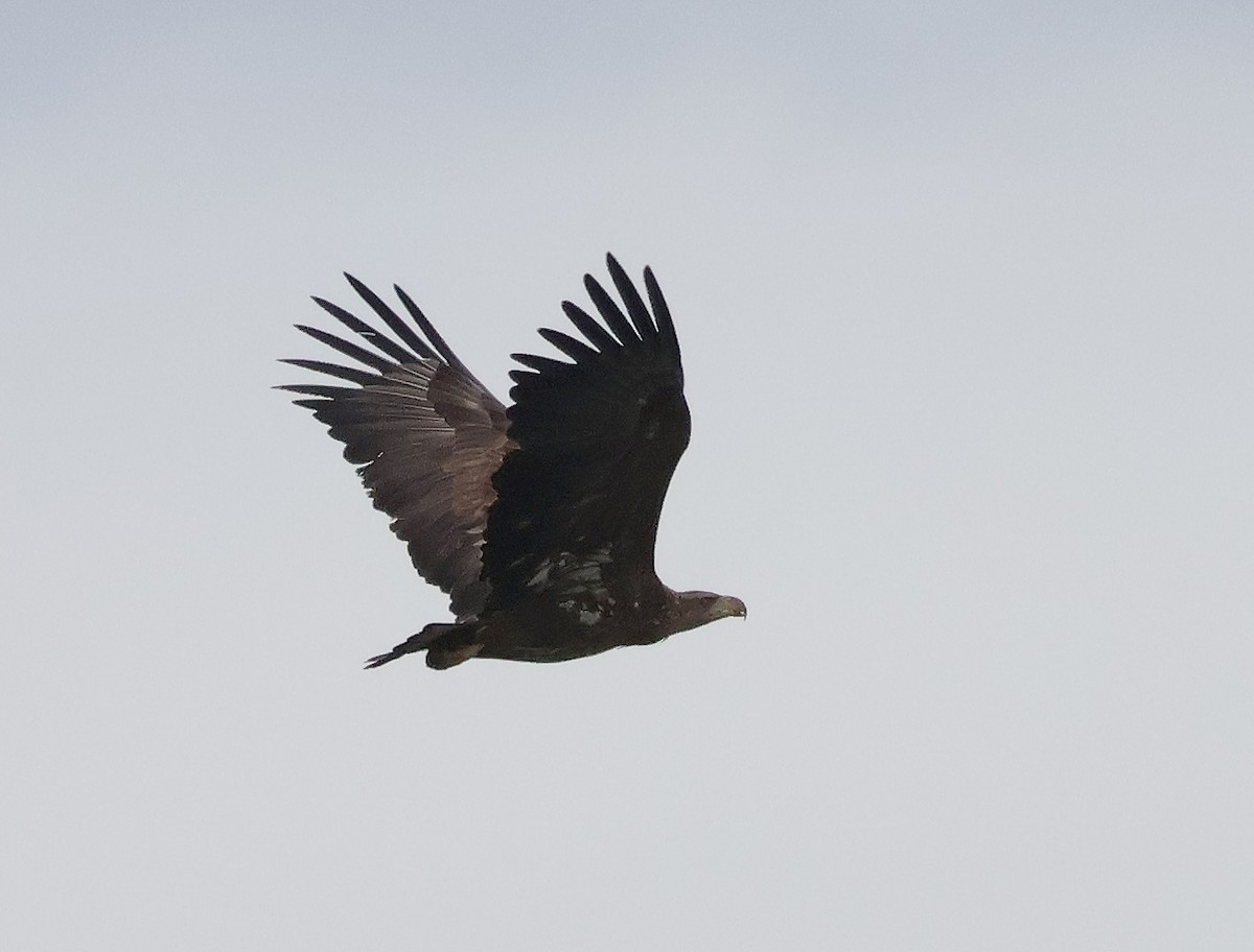 White-tailed Eagle - ML615261393