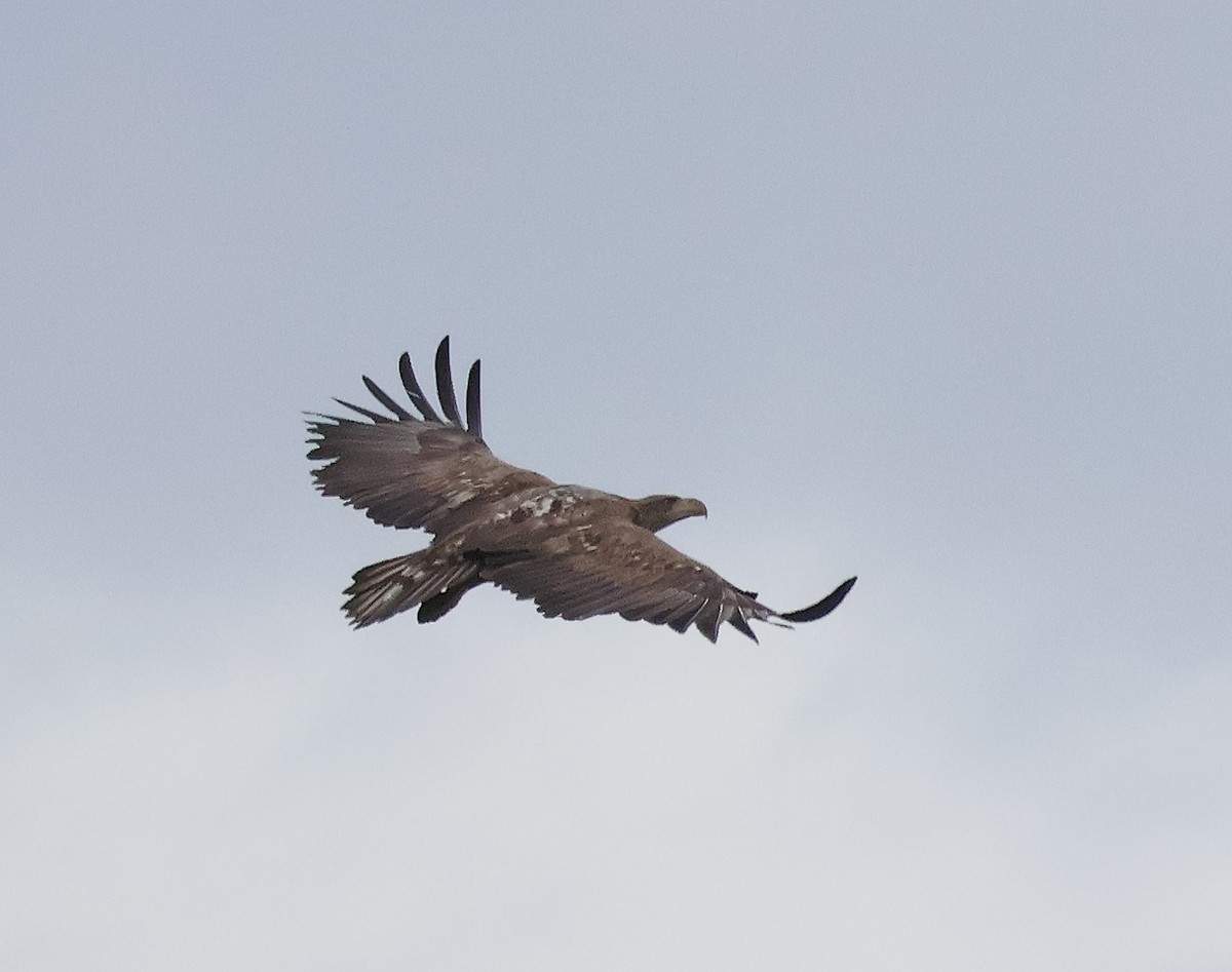 White-tailed Eagle - ML615261401