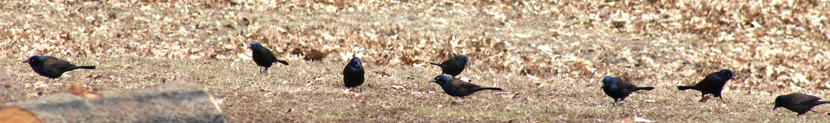 Common Grackle (Bronzed) - ML615261420