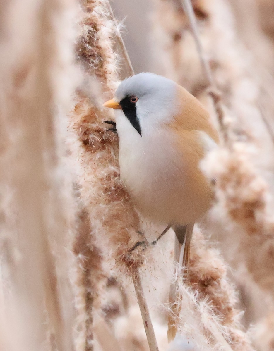 Bearded Reedling - ML615261433