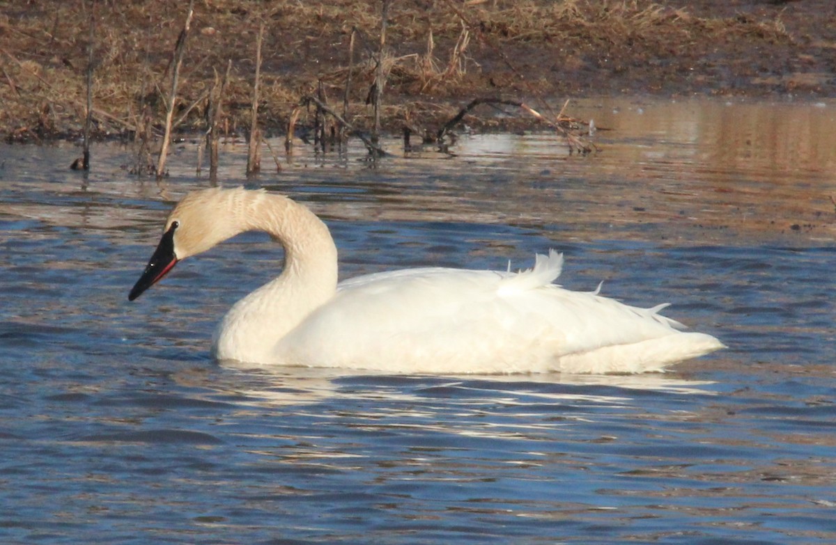 Trumpeter Swan - ML615261445