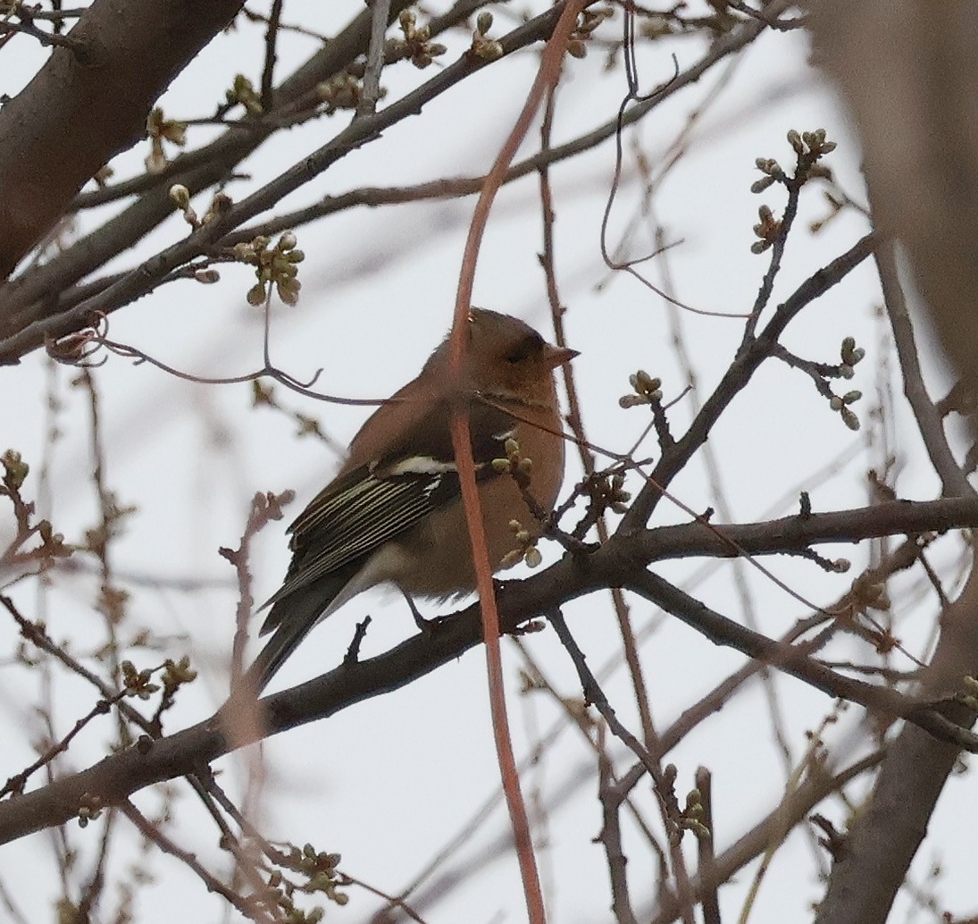 Common Chaffinch - ML615261454