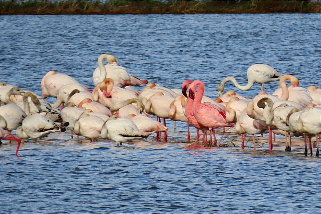 Lesser Flamingo - ML615261469