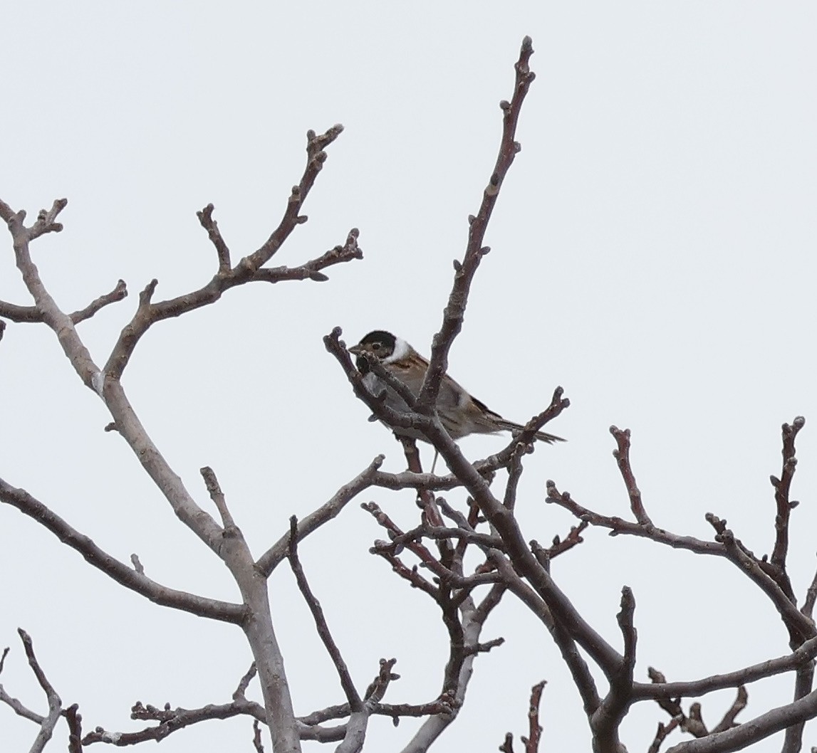 Reed Bunting - ML615261486