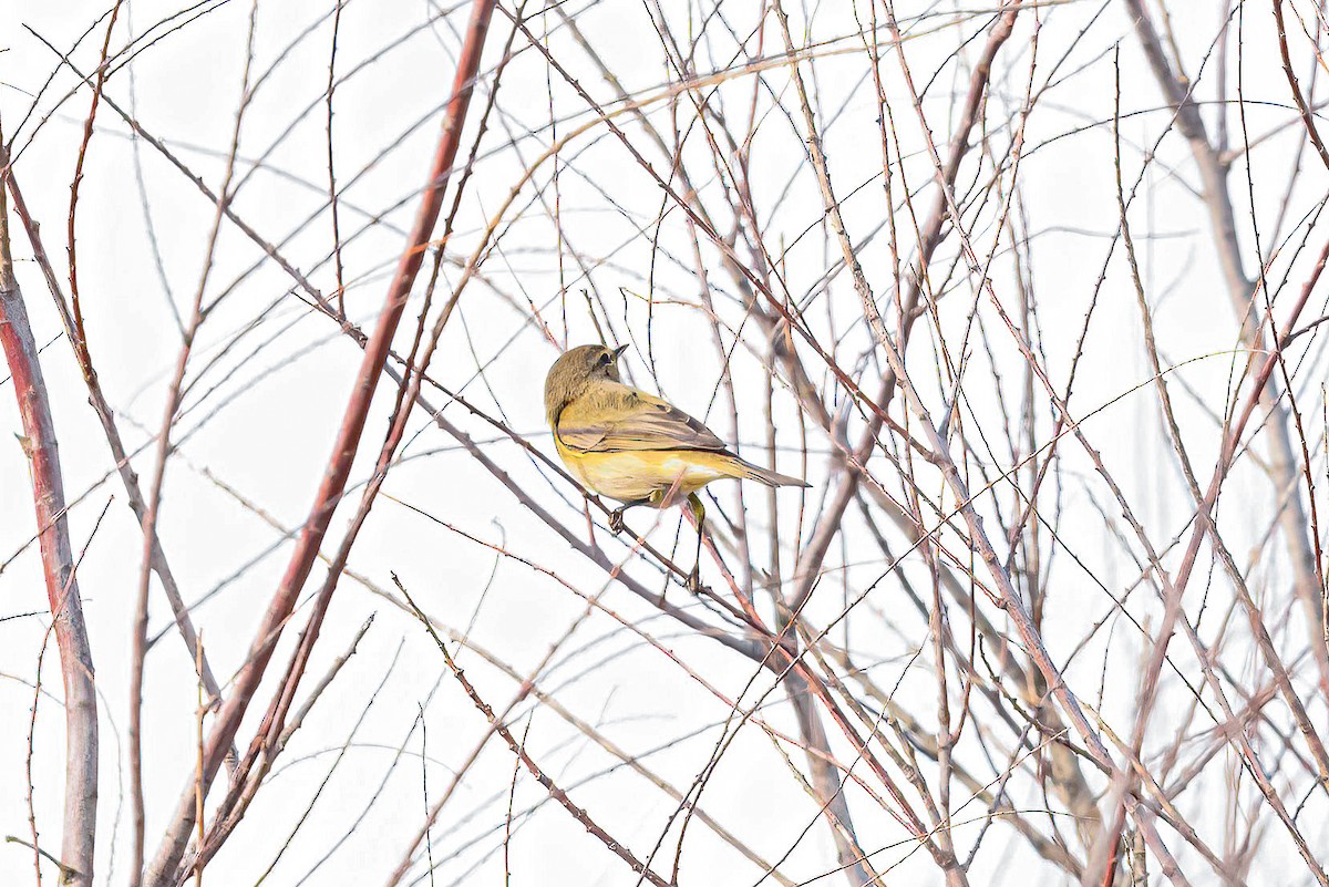 Common Chiffchaff - ML615261512