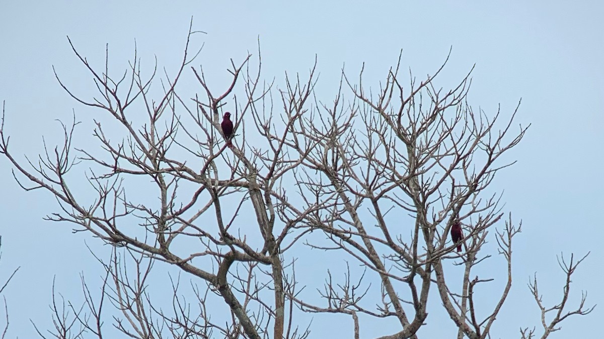 Pompadour Cotinga - ML615261522