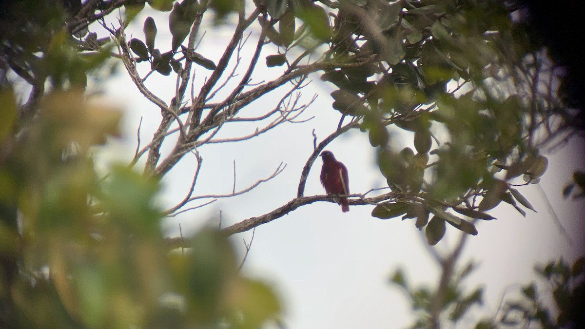 Pompadour Cotinga - ML615261524