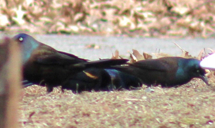 Common Grackle (Bronzed) - ML615261550