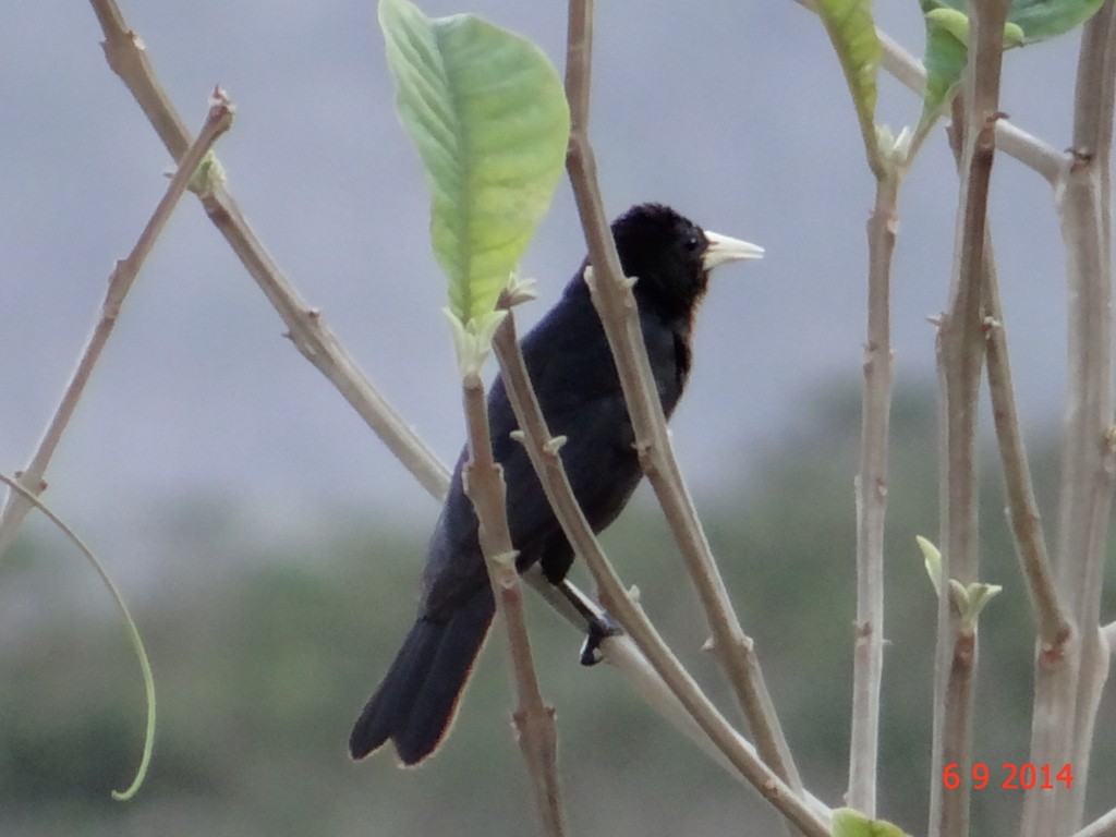 Red-rumped Cacique - Gabriel Bonfa