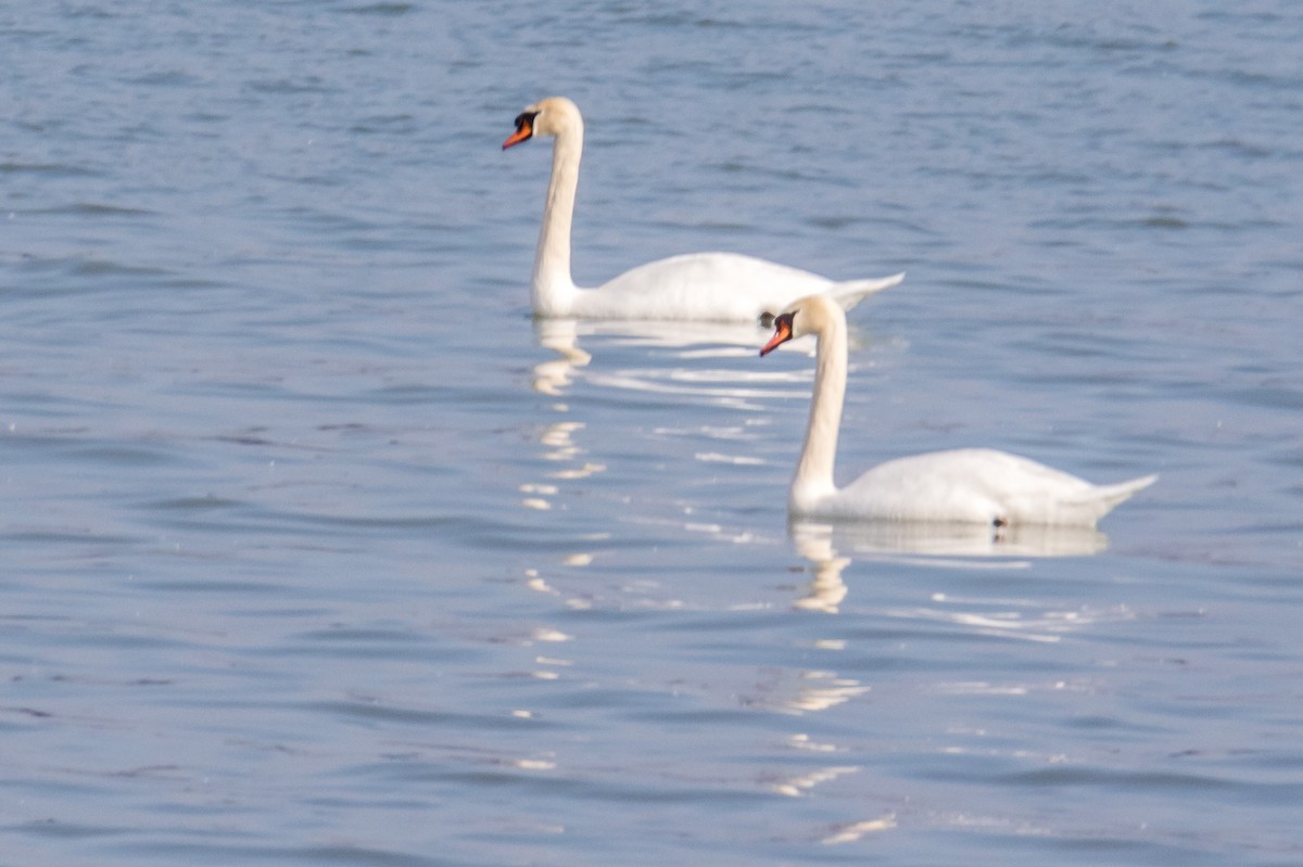 Mute Swan - ML615261557