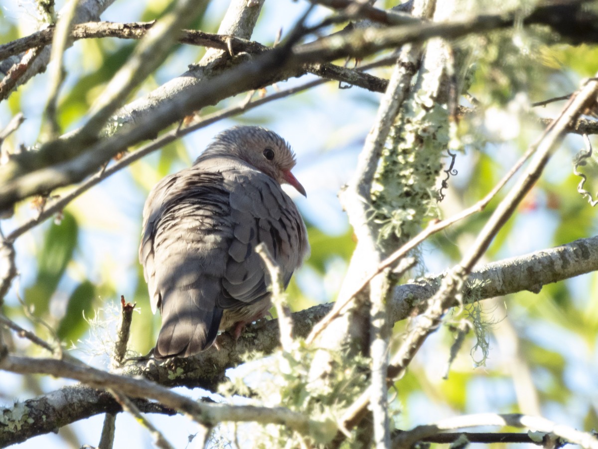 Common Ground Dove - ML615261597