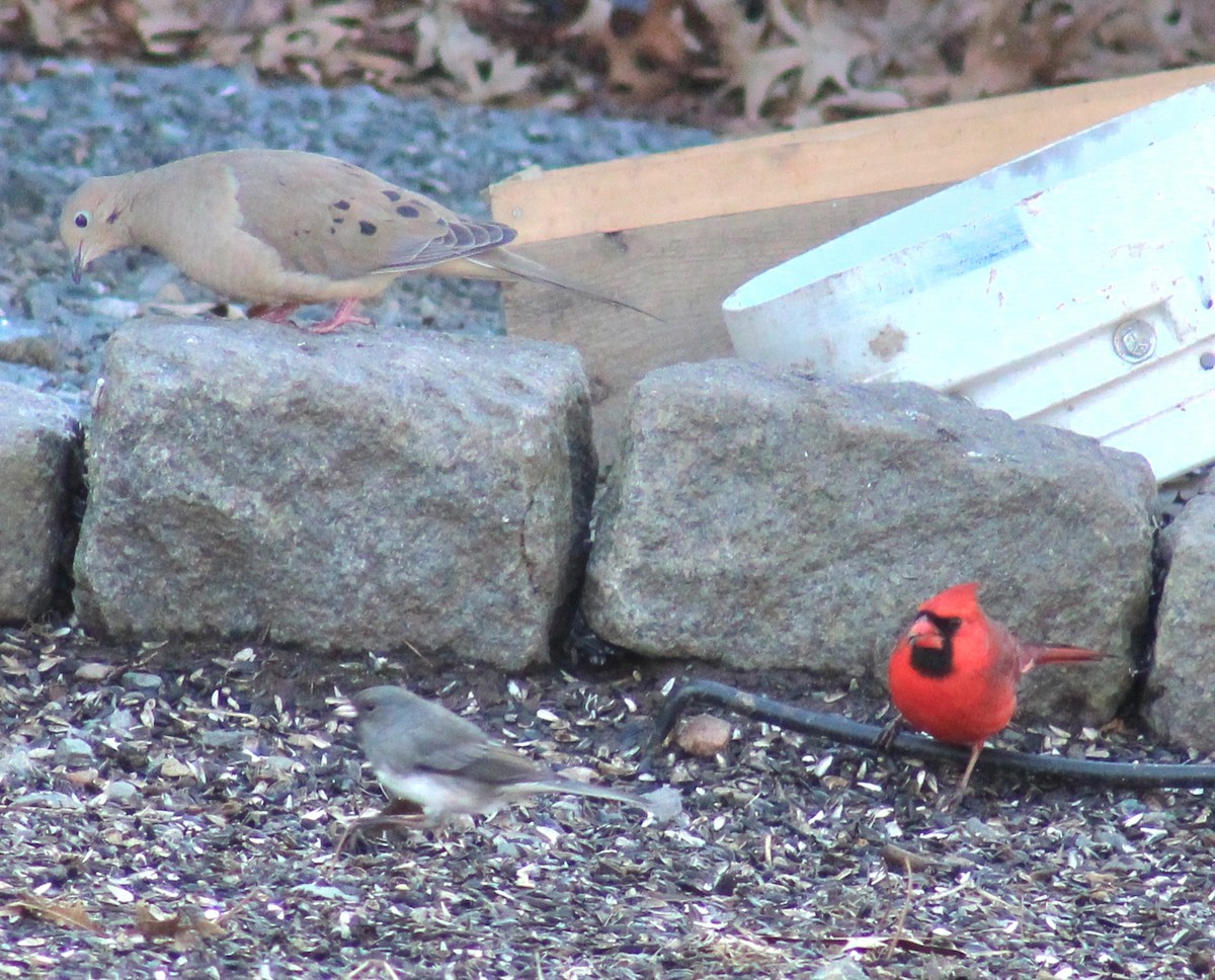 Winterammer (hyemalis/carolinensis) - ML615261599