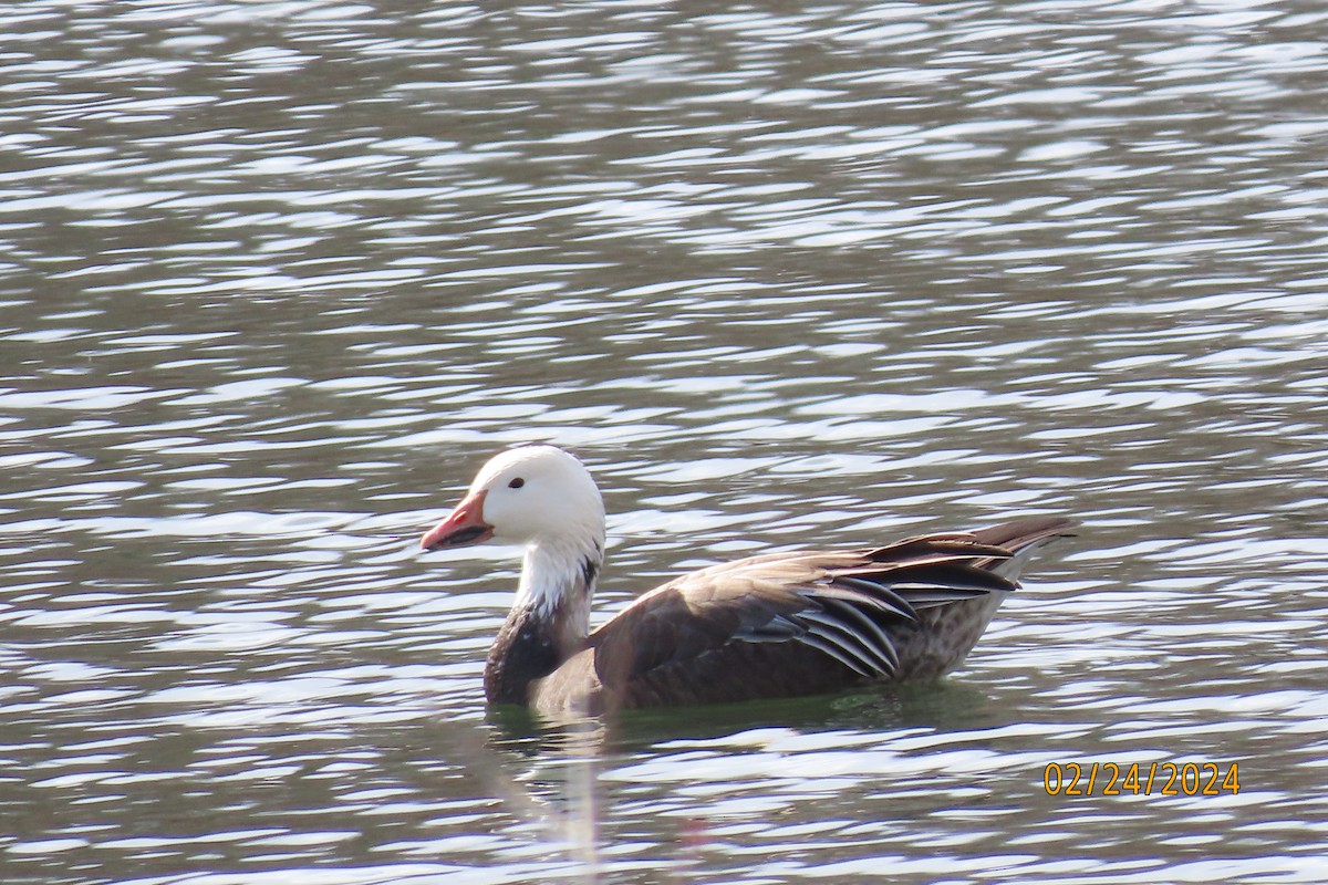 Snow Goose - ML615261605