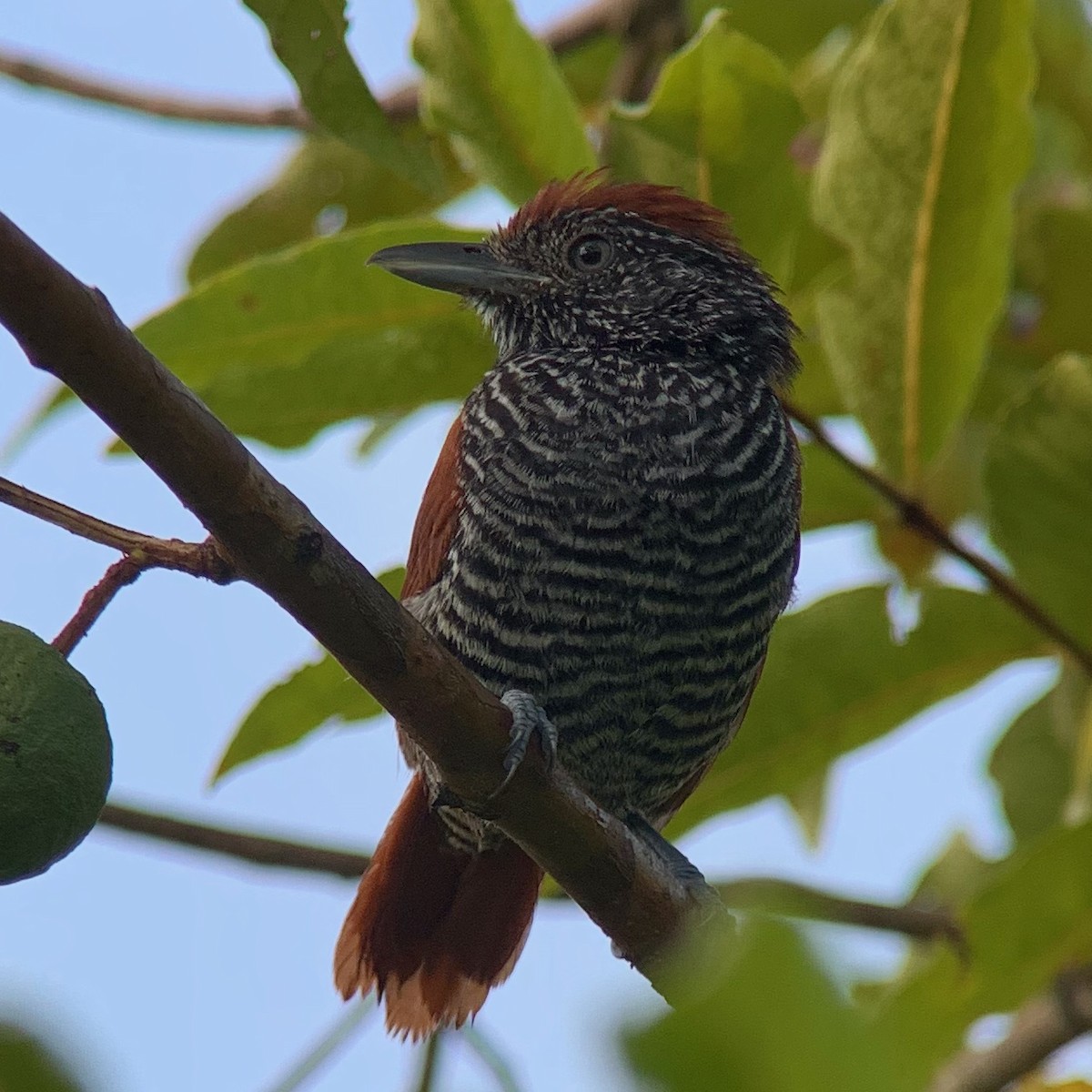 Inirida Antshrike (undescribed form) - Diego Calderón-Franco @diegoCOLbirding