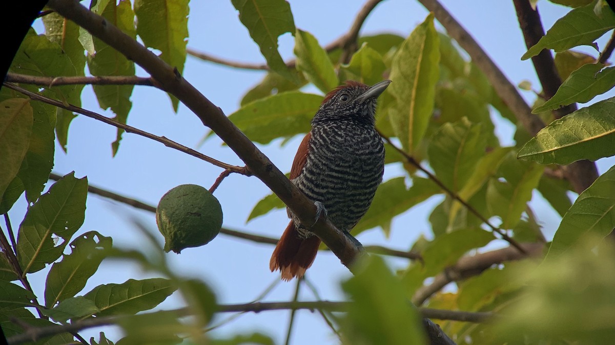 Inirida Antshrike (undescribed form) - Diego Calderón-Franco @diegoCOLbirding