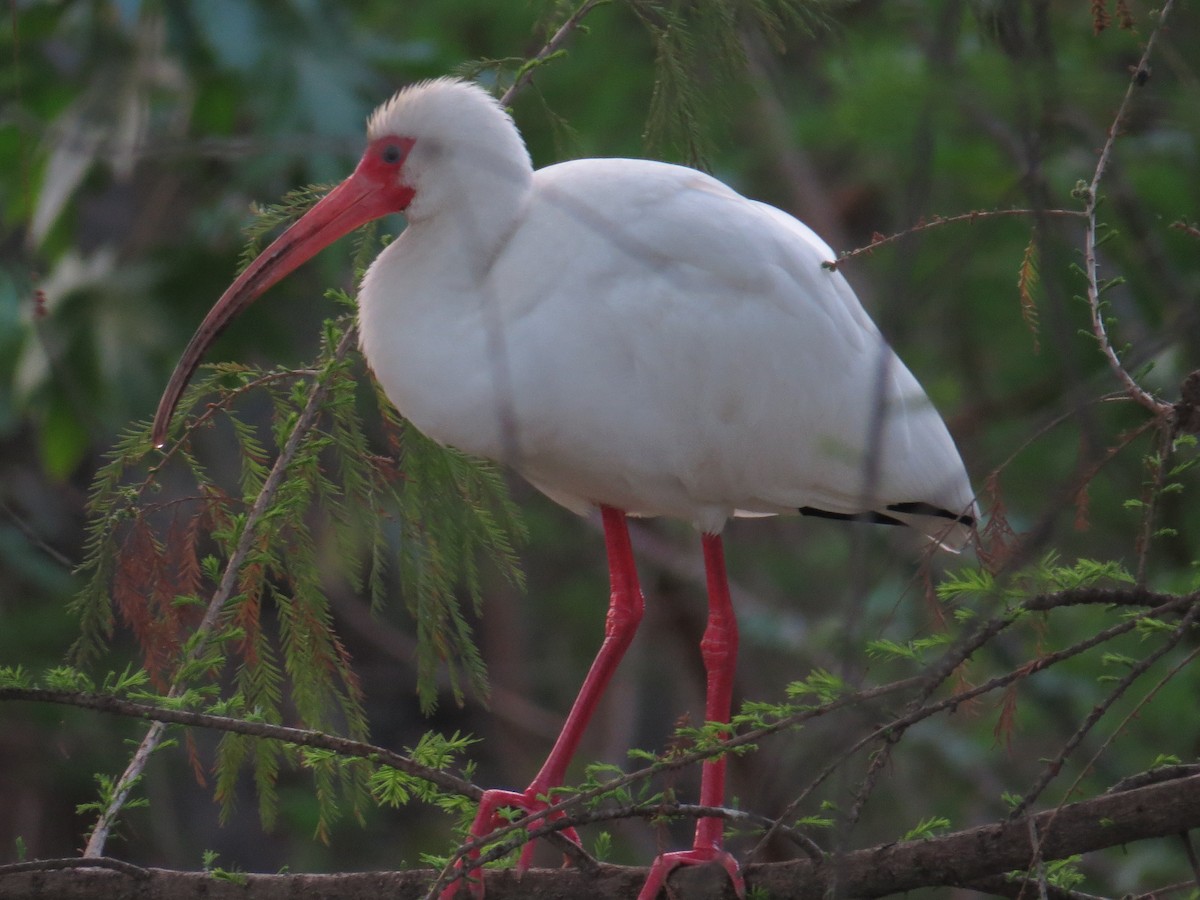 White Ibis - Marilyn Castillo Muñoz (Kingfisher Birdwatching Nuevo León)