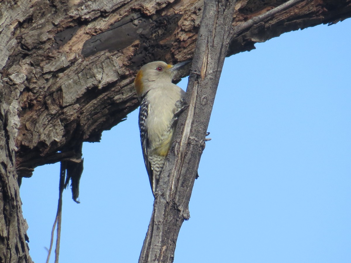 Golden-fronted Woodpecker - ML615261691