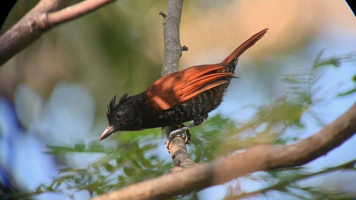 Inirida Antshrike (undescribed form) - ML615261724