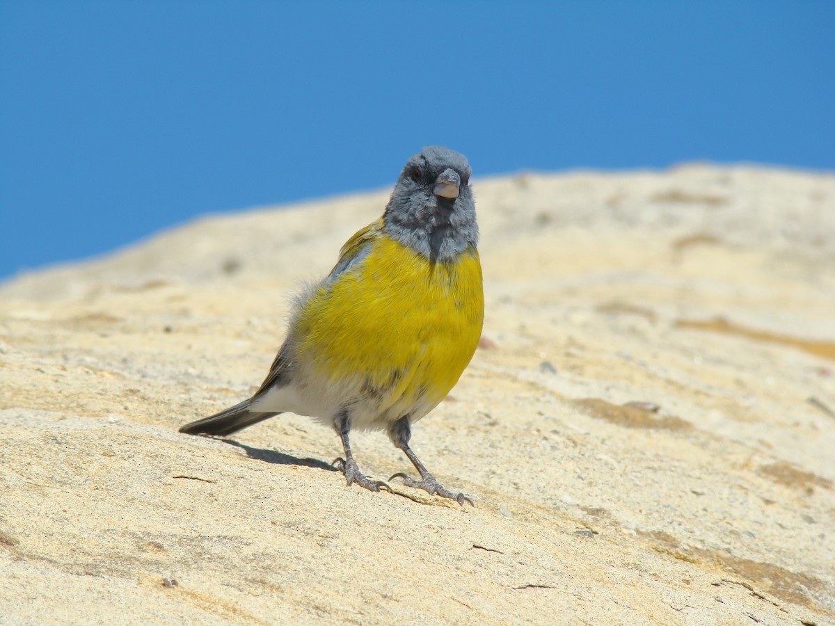 Gray-hooded Sierra Finch - ML615261743