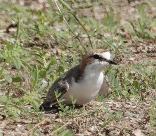 Red-capped Plover - ML615261754