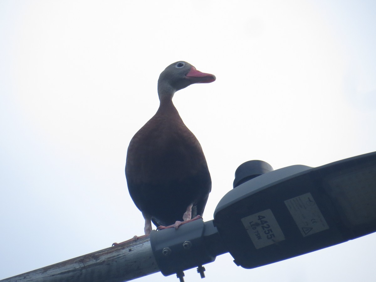 Black-bellied Whistling-Duck - ML615261763