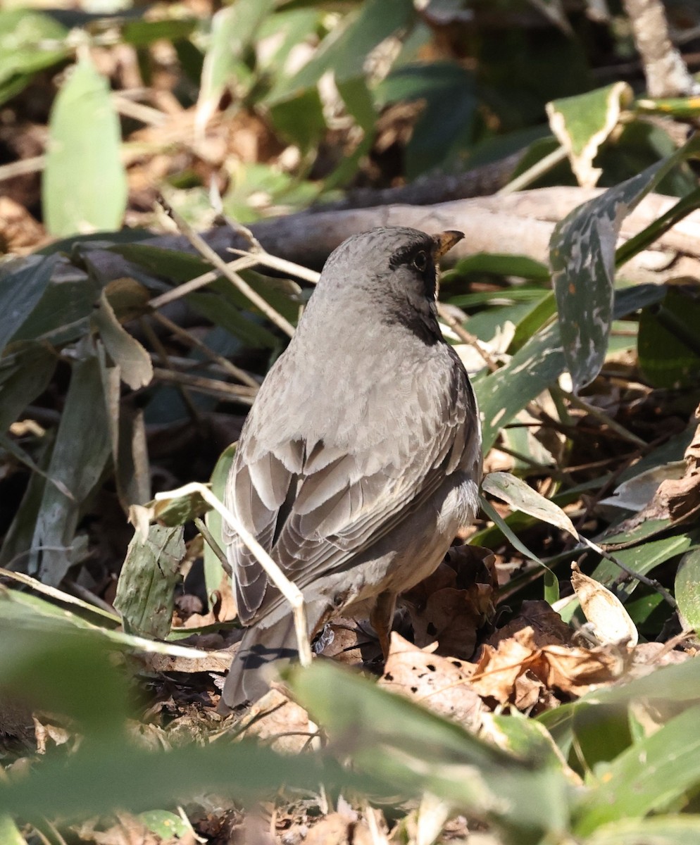 Black-throated Thrush - ML615261774