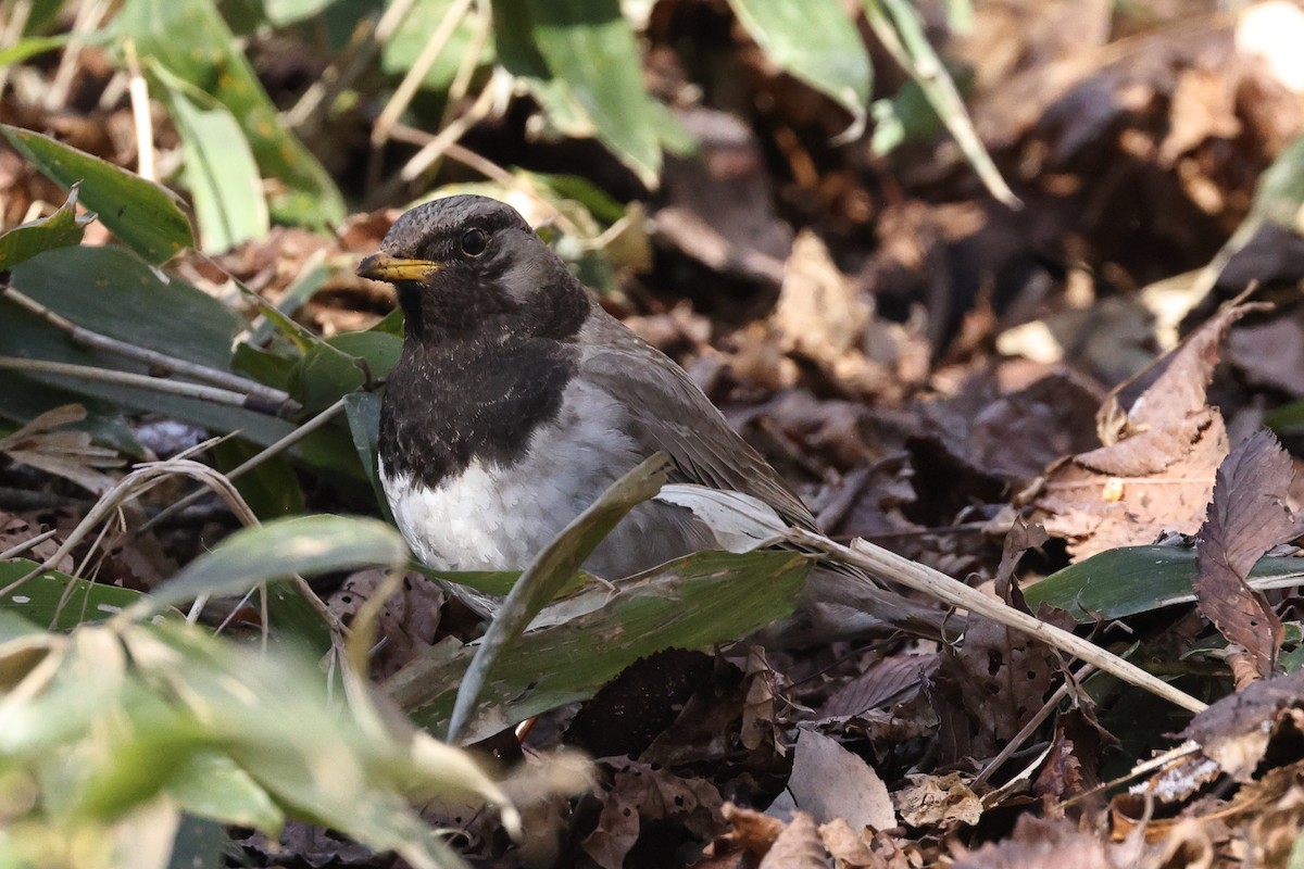 Black-throated Thrush - ML615261775