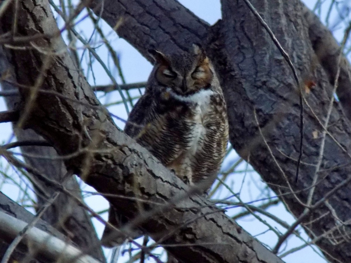 Great Horned Owl - ML615261810